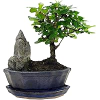 Carmona microphylla | Fukientee | Bonsai Baum inkl Ziertopf Keramik | Höhe 25-30cm | Topf-Ø 15x8cm