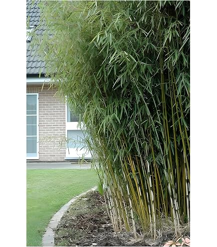 cactus juice harz Cactus Juice Stabilizing Resin | Wood Stabilizer