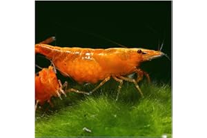 AQ4Aquaristik 10 x Orange Sakura Zwerggarnele, Neocaridina davidi, Orange Sunkist Garnele, für Einsteiger, leicht zu pflegen und zu züchten