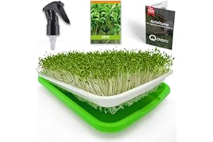 Otaro ® brotes Muestra el nuevo - NUEVO VECHADO - Soporte de la puesta en marcha joven - para Hobby Gardener & PROFI COOKS - Invernadero, ollas de cocina, invernadero pequeño, agregar a gato
