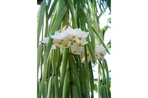 PERAGASHOP 1 PIANTA DI HOYA LINEARIS FIORE DI CERA VASO 14CM Perenni