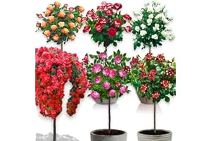 EUROPA GREEN Rosier sur Tige - 120 cm de Hauteur - pour Pots et Pleine Terre - Idéal pour Balcon, terrasse, Petit Jardin (Lot de 6)