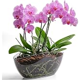 KONZEPT Large Orchid Planter Oval Clear Plant Succulent Decor