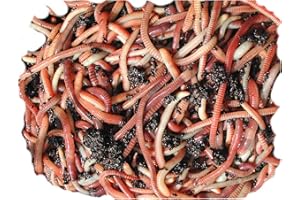 500g Tiger compost Worms by Wormcity, live mixed worms suitable for wormeries and composting. Axotel