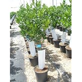 1 Lemon tree/Citrus Eureka 135-145 cm
