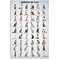 HLLNWB's Breeds and Types of Cat Poster from Around the World - Funny Cat Lovers Print (Unframed, 12x18inch)