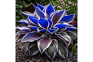 IOUPLIUKDF Bulbos de hosta,hosta perenne, hosta fácil de cultivar,hosta híbrida-4bulbo-C