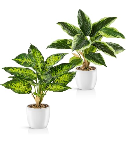 monstera adansonii preis Monstera adansonii | Swiss Cheese Plant