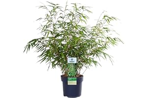GARDENERSDREAM Fargesia Rufa - Hardy Red Panda Bamboo, Non-Invasive Garden Plant Clumping Variety, Year-Round Beauty, Perfect for Screening and UK Climate (14cm Pot, 40-50cm)