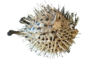 osters muschel-sammler-shop Igelfisch/Stachelfisch - echtes Präperat - ideal zur Fischernetz-Dekoration ab 25cm