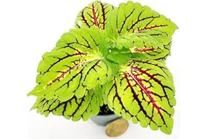 POWERS TO FLOWERS - COLEUS FOGLIA VERDE CON VENATURE ROSSE, MICRO IDEALE PER TERRARIUM, pianta vera