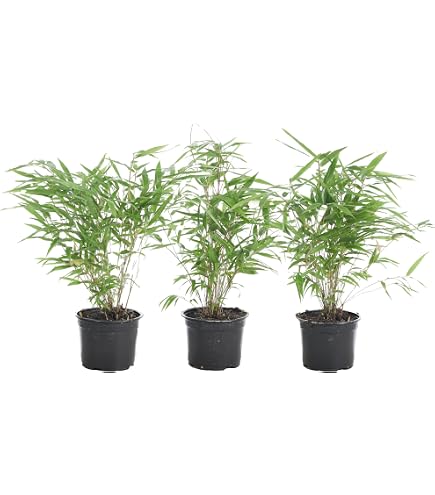 Schwarzer Bambus -Phyllostachys nigra- Frostharter/Winterharter Bambus -20  Samen- Rar : Amazon.de: Garten