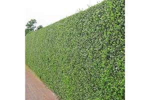 Stauden Gänge 10 x Ligustrum ovalifolium (Gehölz/Heckenpflanze/Winterhart/Mehrjährig/Immergrün) Ovalblättriger Liguster - Immergrüne Eleganz für Hecken und Gärten - Top als Hecke