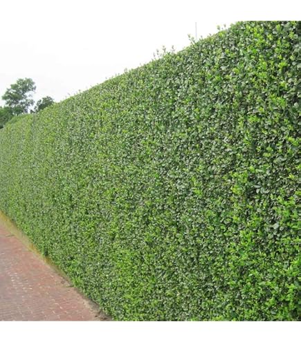 Lonicera nitida Garden Clouds Green Breeze 7.5 Litre Pot x 1 - Excellent  Box Hedge Alternative for Topiary and Low Hedging, Evergreen Shrub -  Thompson & Morgan : Amazon.co.uk: Garden