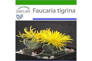 SAFLAX - Kakteen - Echter Tigerrachen - 40 Samen - Mit keimfreiem Anzuchtsubstrat - Faucaria tigrina