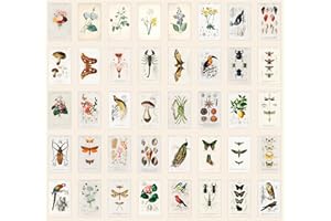 Bear and Bee 40 Vintage Postkarten mit alten Fotos und Zeichnungen (Vintage Natur)