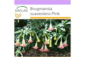 SAFLAX - Trombone d'angelo rosa - 10 semi - Brugmansia suaveolens Pink