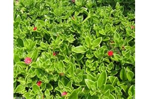 SEEDSOWN : 25 Semillas Aptenia, Cubierta de Tierra de Semillas y Sun