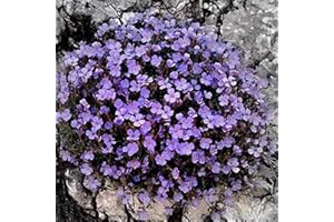 AchidistviQ 500 Pièces Graines De Cresson De Roche Vivace Couvre-sol Tapis Graines De Fleurs Graines De Plantes à Feuilles Persistantes Pour Jardin Pelouse Parc Décor Violet clair