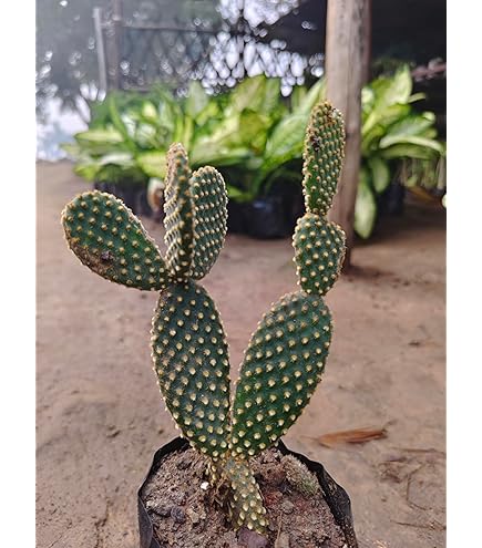 SelfLine | Cactus Plants For Home Indoor Opuntia Ficus