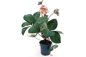 POWERS TO FLOWERS - ELLEBORO, HELLEBORUS PENNY'S PINK XXL, vaso16CM, Pianta Vera