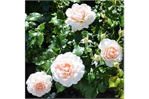 Rosa 'Chandos Beauty' Hybrid Tea Rose Bush, Excellent Fragrant Flowers 3fatpigs®