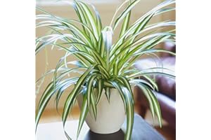 GARDENERSDREAM Chlorophytum Variegatum de Qualité Supérieure | Plante Araignée au Feuillage Persistant en Pot