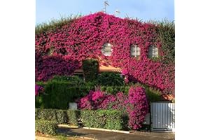 Saterkali Semillas de enredaderas japonesas, 100 piezas/bolsa Semillas de jardín Evergreen Atractivas Semillas de enredaderas japonesas de riego medio para el hogar Semilla