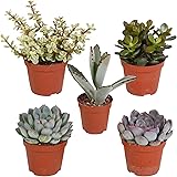 5x Zimmerpflanzen Sukkulenten Set | Robuste Pflanzen fürs Fensterbrett | Höhe 7-14 cm | Sukkulenten im Topf-Ø 6 cm