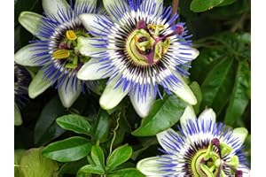 SVI 5pcs Passiflora (Passiflora incarnata), pianta esotica semi frutto della passione Passiflora Edulis per giardino di casa 5