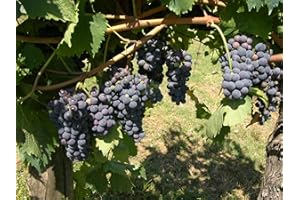 Vigne Muscat de Hambourg C3L