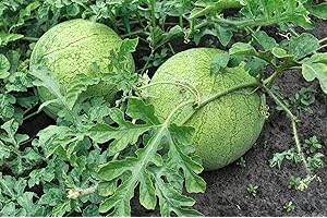 MES GRAINES POTAGÈRES Lot de 25 Graines de Pastèques Grey Ball - vigoureuse et bonne couverture Fruit - Belle forme de fruit - Excellent couleur interne, Rouge foncé et très sucré Poids moyen d 12 kgs.