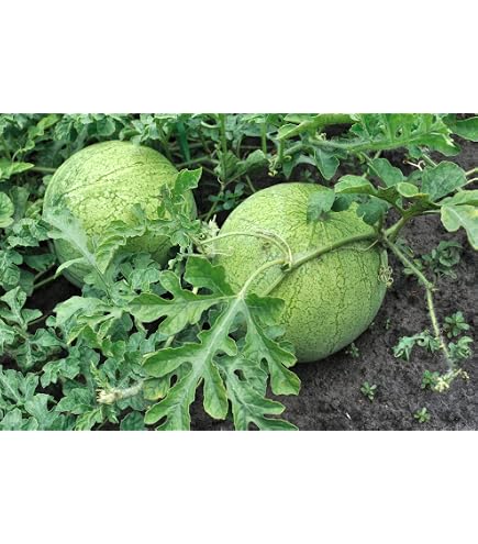 Graines De Pastèque Sugar Baby - 20 Graines - Variété Précoce Et Sucrée - Pour Jardin Potager