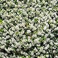 YouGarden Trachelospermum jasminoides in a 9cm Pot, Ready to Plant, Climbing Plant with White Summer Flowers, Fragrant Flowers for Pots and Borders in The Garden