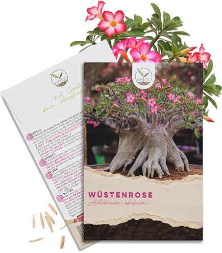 Seedeo Japanische Kamelie (Camelia Japonica) Zimmer-Bonsai Rosablhend 8  Samen : Amazon.de: Garten