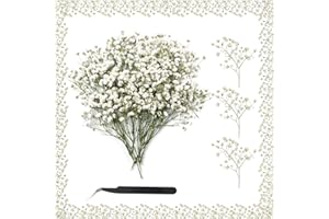 XIATIAN Flores Secas Naturales Gypsophila Paniculata 100 Piezas Flores Prensadas, Paniculata Preservada para Manualidades, Álbumes de Recortes y Manualidades de Bricolaje
