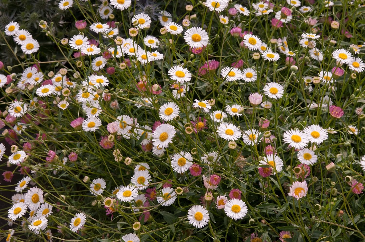 Erigeron ‘Stallone’ Seeds – Compact Daisy Fleabane | Long-Flowering, Bee-Friendly Perennial | Ideal for Borders, Rock Gardens & Containers (50 Seeds)