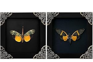 VINATIMES 2 Real Lanternfly Butterfly Frames Dead Insect Dried Bug Shadow Box Wood Oddity Framed Taxidermy Specimen Collectables Decoration Reading Tabletop Wall Artwork Home Decor Gallery K12-55DE80DE