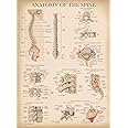 Palace Learning Vintage Anatomy of the Spine Poster - Laminated Spinal Anatomical Chart - 18" x 24"