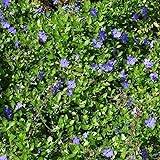 Vinca Minor 'Rubra' Rotblühendes Immergrün Bodendecker Mit Roten Blüten Im  Topf Gewachsen (10 Stück) : Amazon.de: Garten