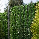 Thuja hecke pflanzen Thuja hecke pflanzen