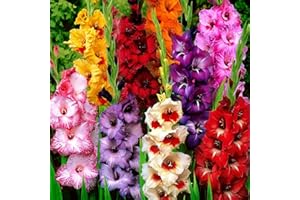 Carbeth Plants - 100 x Gladioli Mixed Summer Bulbs - Multicoloured Gladiolus Sword Lilies Herbaceous Perennials Corms - Easy to Grow Pollinator Friendly - Grow in Beds, Borders and Patio Pots