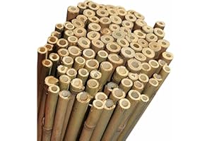 N.G. NICCOLAI NG NICCOLAI - CANNE BAMBOO PER SOSTEGNO ORTAGGI, ARREDAMENTO E ALTRI USI - VARIE ALTEZZE E MISURE CONFEZIONI DA 10-25 - 50 PEZZI (10, H. 250 cm - Ø 24-26 mm)