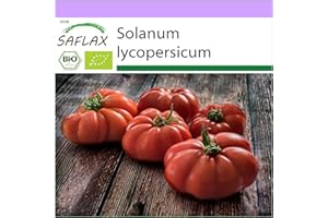 SAFLAX - Ecológico - Tomate - Rouge de Marmande - 10 semillas - Solanum lycopersicum