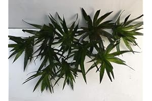 TUBIS-DE AQUA 5 Stc Krebsschere Stratiotes aloides Schwimmpflanzen Aquarium Teich