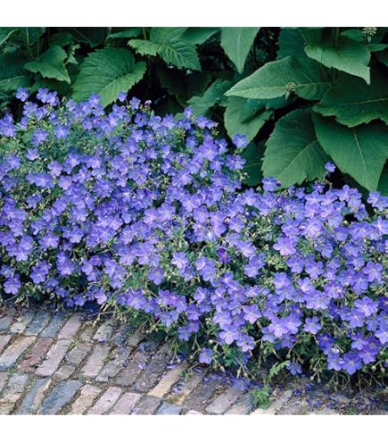 Perfect Garden | Set van 3 Vuurdoorn planten | 15 cm | 60 cm | Pyracantha mix in 3 kleuren | Vuurdoorn haag | winterharde planten voor in de tuin | Tuinplanten