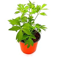 Liebstöckl, Maggi Kraut, Levisticum offcinalis, Kräuter Pflanze 2stk.