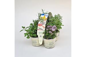 AMORI E AROMI Piante di erbe aromatiche in vaso (24)