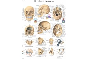 3B Scientific VR3131UU Impreso En Papel, el Cráneo Humano