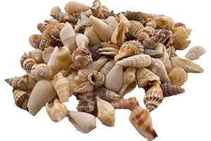CRAFTPLAY Sea shells large | 500 grams bag (over 30 pieces) | Beach shells | Seashells | Natural crafts